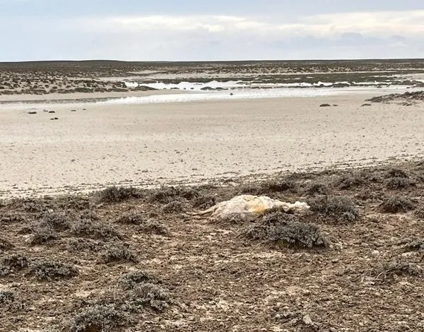 Sel nedeniyle 103 küçükbaş hayvan telef oldu